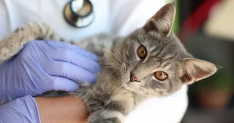 Kediler Neden Kusar?