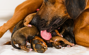 Köpeklerde Doğum Süreci Ne Kadar Sürer?