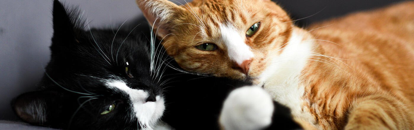 Kedi Cinsleri ve Özellikleri: A'dan Z'ye Tüm Kedi Cinsleri