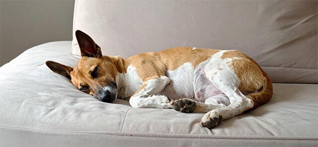 Köpeklerde Doğum Süreci Ne Kadar Sürer?