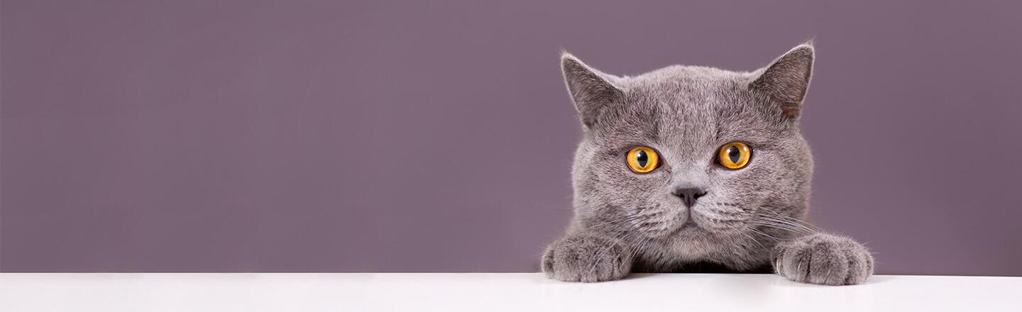Kedilerde FIP Hastalığı Nedir? Belirtileri ve Tedavisi 