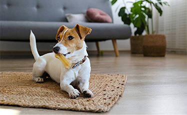 Evinizi Neşelendirecek Küçük Köpek Cinsleri ve Özellikleri
