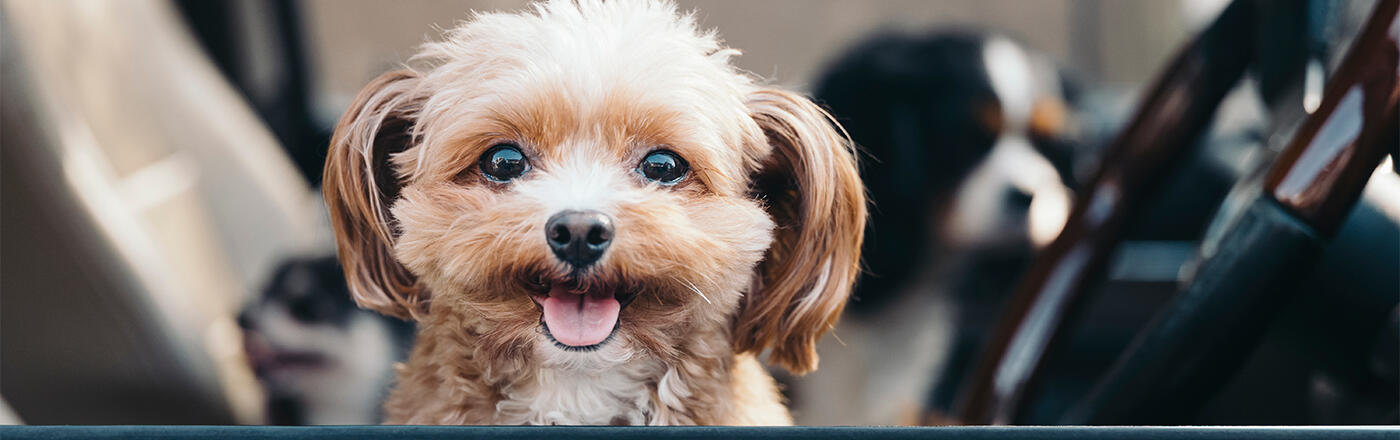 Evinizi Neşelendirecek Küçük Köpek Cinsleri ve Özellikleri