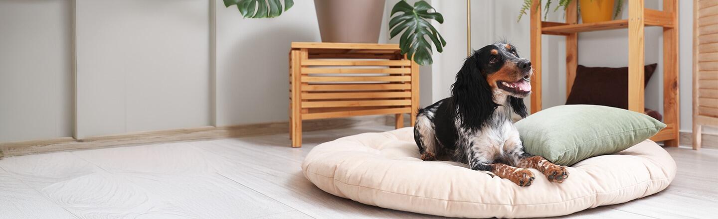 Evde Köpekle Yaşam: Sana ve Tüylü Dostuna En Uygun Irk Nasıl Belirlenir?