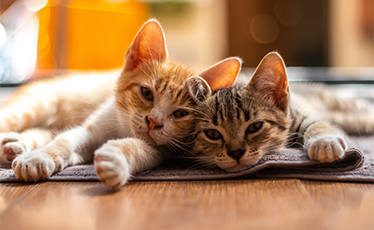 Kedi Yaşı Nasıl Hesaplanır? Kedi Yaşı Tablosu