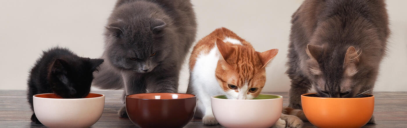 Kedi Yaşı Nasıl Hesaplanır? Kedi Yaşı Tablosu