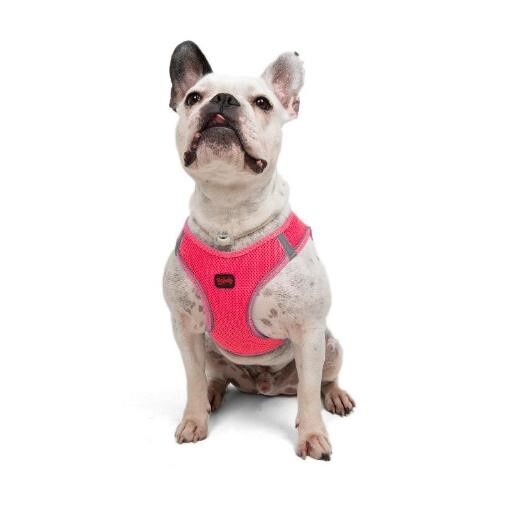 TAILPETZ AIR-MESH HARNESS NEO PINK S - Tailpetz